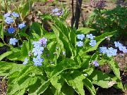 ღია ლურჯი ყვავილების Navelwort, ცისფერთვალება-Mary, მცოცავი Forget-Me-Not (Omphalodes) ფოტო