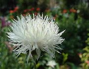 λευκό λουλούδι Amberboa, Γλυκό Σουλτάνος  φωτογραφία