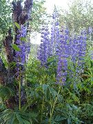 mavi çiçek Streamside Acı Bakla (Lupinus) fotoğraf