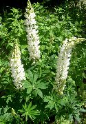 λευκό λουλούδι Ρυακιών Λούπινο (Lupinus) φωτογραφία