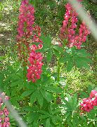 κόκκινος λουλούδι Ρυακιών Λούπινο (Lupinus) φωτογραφία