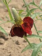 წითელი ყვავილების იტალიური ქუდი, ნაცრისფერი ხელმძღვანელობდა Coneflower, თავდაყირა Prairie Coneflower, ყვითელი Coneflower, წითელი ქუდები (Ratibida) ფოტო