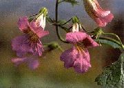rosa Blomst Kinesisk Revebjelle (Rehmannia) bilde