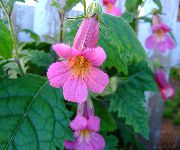 рожевий Квітка Рейману (Rehmannia) фото