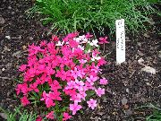 рожевий Квітка Родогіпоксіс (Rhodohypoxis) фото