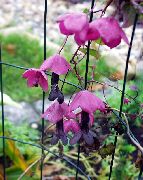 roze Bloem Paarse Bell Wijnstok (Rhodochiton) foto