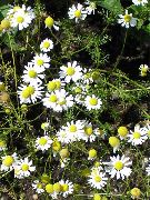 hvid Blomst Tysk Kamille, Duftende Kamille (Matricaria recutita) foto