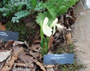 garden flowers white Roscoea  Roscoea  photos, description, cultivation and planting, care and watering
