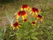 narancs  Fekete Szemű Susan, Keleti Kasvirág, Narancs Kasvirág, Mutatós Kasvirág (Rudbeckia) fénykép