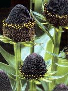 fekete  Fekete Szemű Susan, Keleti Kasvirág, Narancs Kasvirág, Mutatós Kasvirág (Rudbeckia) fénykép