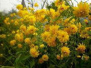 sárga  Fekete Szemű Susan, Keleti Kasvirág, Narancs Kasvirág, Mutatós Kasvirág (Rudbeckia) fénykép