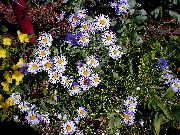 紫丁香 花 Ialian翠菊 (Amellus) 照片