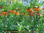 oranžs Zieds Kronis Imperatora Fritillaria  foto
