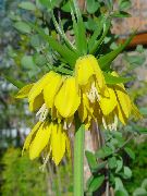 жоўты Кветка Рабчык (Фритиллария) (Fritillaria) фота