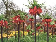 црвен Цвет Цровн Империал Фритиллариа (Fritillaria) фотографија