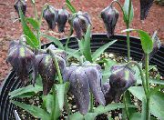Crown Imperial Fritillaria svart Blomst