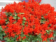 punane Lill Scarlet Salvei, Punane Salvei (Salvia splendens) foto