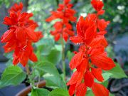 vermelho Flor Sábio Escarlate, Escarlate Salvia, Sábio Vermelho, Salvia Vermelho (Salvia splendens) foto