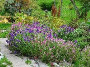 violet Floare Salvie, Salvie Pictat, Horminum Salvie (Salvia) fotografie