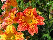 oranžový Kvetina Maľované Jazyk (Salpiglossis) fotografie