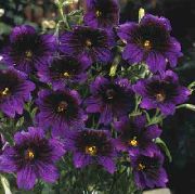 purpurowy Kwiat Salpiglossis  zdjęcie