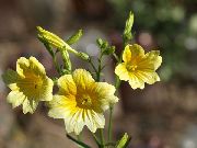 żółty Kwiat Salpiglossis  zdjęcie
