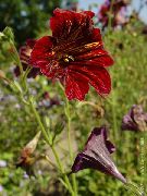 červená Květina Malované Jazyk (Salpiglossis) fotografie