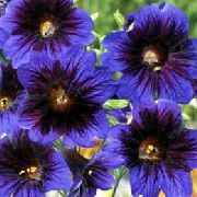 albastru Floare Limba Pictate (Salpiglossis) fotografie