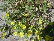 dzeltens Zieds Ložņu Cinija, Sanvitalia  foto