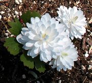 biały Kwiat Sanguinar (Sanguinaria) zdjęcie