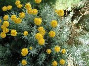 žltý Kvetina Levanduľa Bavlna, Svätá Bylina, Pozemné Cyprusy, Drobná Cyprusy, Zelené Santolina  fotografie