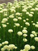 valge Lill Lavendel Puuvill, Püha Herb, Maa Küpress, Väike Küpress, Roheline Santolina  foto