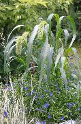 yeşil çiçek Tilki Kuyruğu Darısı (Setaria) fotoğraf