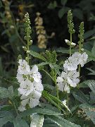 bílá Květina Checkerbloom, Miniaturní Topolovka, Sléz Prérie, Checker Sléz (Sidalcea) fotografie