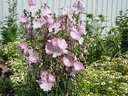 ვარდისფერი ყვავილების Checkerbloom, მინიატურა Hollyhock, Prairie Mallow, ქვა ბალბის (Sidalcea) ფოტო