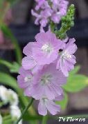 lilla Blomst Checkerbloom, Miniature Stokrose, Prærie Katost, Checker Katost (Sidalcea) foto
