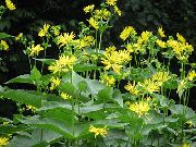 žlutý Květina Cup Rostlina. Rosinweed (Silphium) fotografie