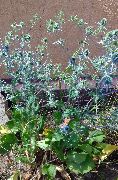 jasnoniebieski Kwiat Feverweed (Eryngium) zdjęcie