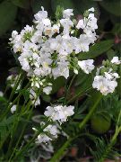 branco Flor A Escada De Jacob (Polemonium caeruleum) foto