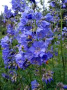 lyse blå Blomst Jakobs Stige (Polemonium caeruleum) bilde