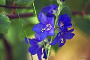 blå Blomst Jacobs Ladder (Polemonium caeruleum) foto