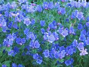 ライトブルー フラワー 紫色のシベナガムラサキ、救いジェーン、パターソンの呪い、アウトバックブルーベル (Echium lycopsis, Echium plantagineum) フォト