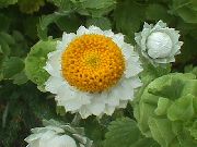 λευκό λουλούδι Φτερωτό Αιώνια (Ammobium alatum) φωτογραφία