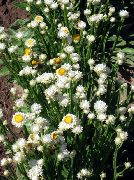 biały Kwiat Ammobium Skrzydlate (Ammobium alatum) zdjęcie
