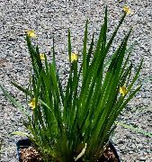 жовтий Квітка Сізірінхій (Сісірінхій) Вузьколистий (Sisyrinchium) фото