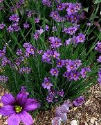 lilás Flor Stout Grama De Olhos Azuis, Olhos Azuis-Grass (Sisyrinchium) foto