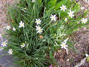 branco Flor Stout Grama De Olhos Azuis, Olhos Azuis-Grass (Sisyrinchium) foto