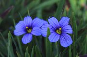 luz azul Flor Stout Grama De Olhos Azuis, Olhos Azuis-Grass (Sisyrinchium) foto