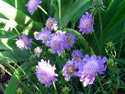 liliac  Scabiosa, Floare Pincushion  fotografie