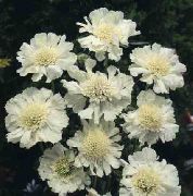 ホワイト フラワー マツムシソウ、ピンクッションの花 (Scabiosa) フォト